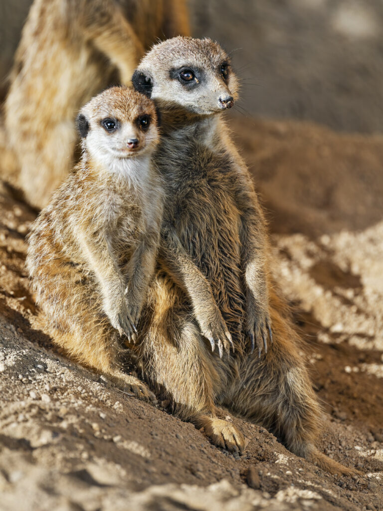 Curious Meerkats on Sandy Ground - Charming Wildlife Wallpaper