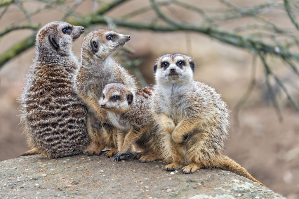 Charming Meerkats on Stone: Nature Wallpaper Background