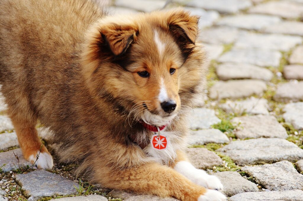 Charming Mini Collie Wallpaper: Fluffy Dog on Cobblestone Surface