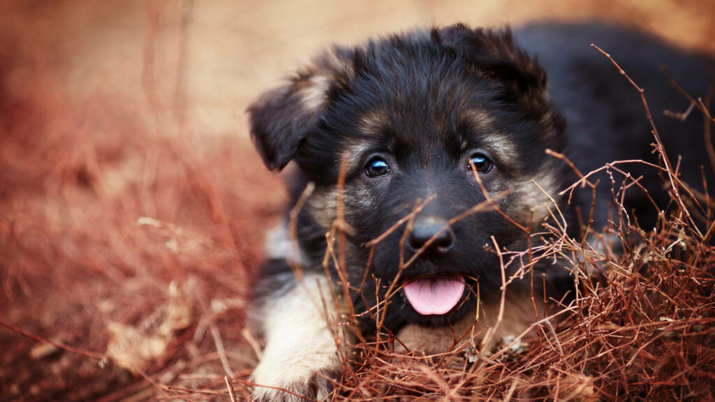 Adorable Mini German Shepherd Puppy in Autumn Wallpaper Background