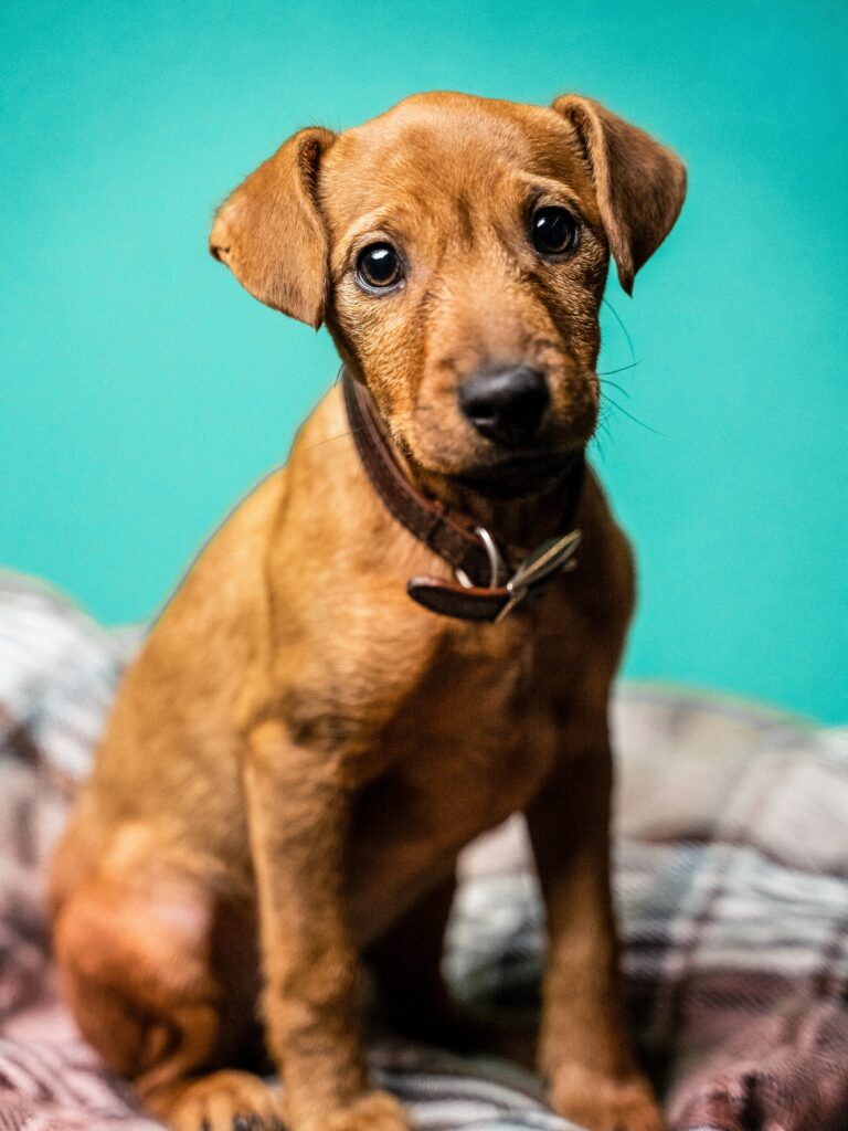 Charming Miniature Pinscher on Soft Blue Background: Dog Lovers' Delight Wallpaper