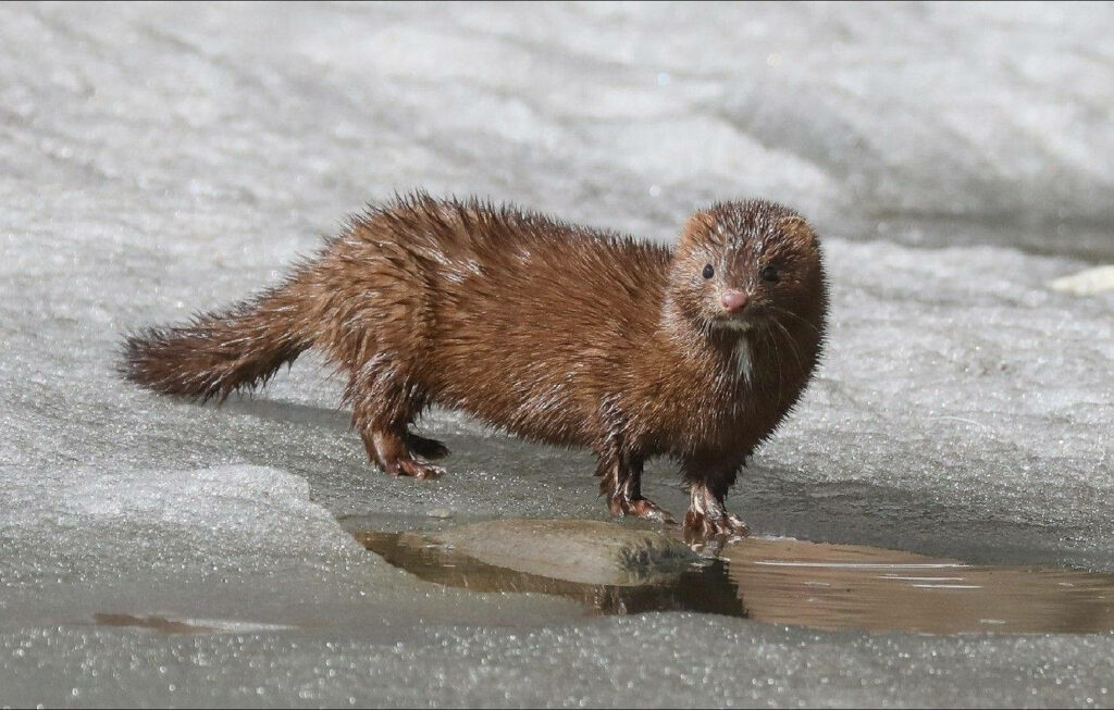 Adorable Mink on Rock: Serene Winter Wallpaper Background