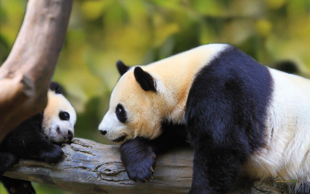 Heartwarming Mommy Panda Wallpaper with Baby on Tree Branch