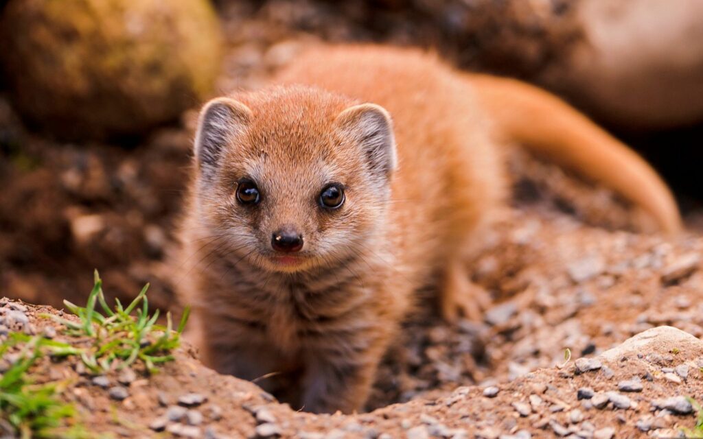 Charming Mongoose Close-Up Wallpaper: Nature's Artwork 1920x1200