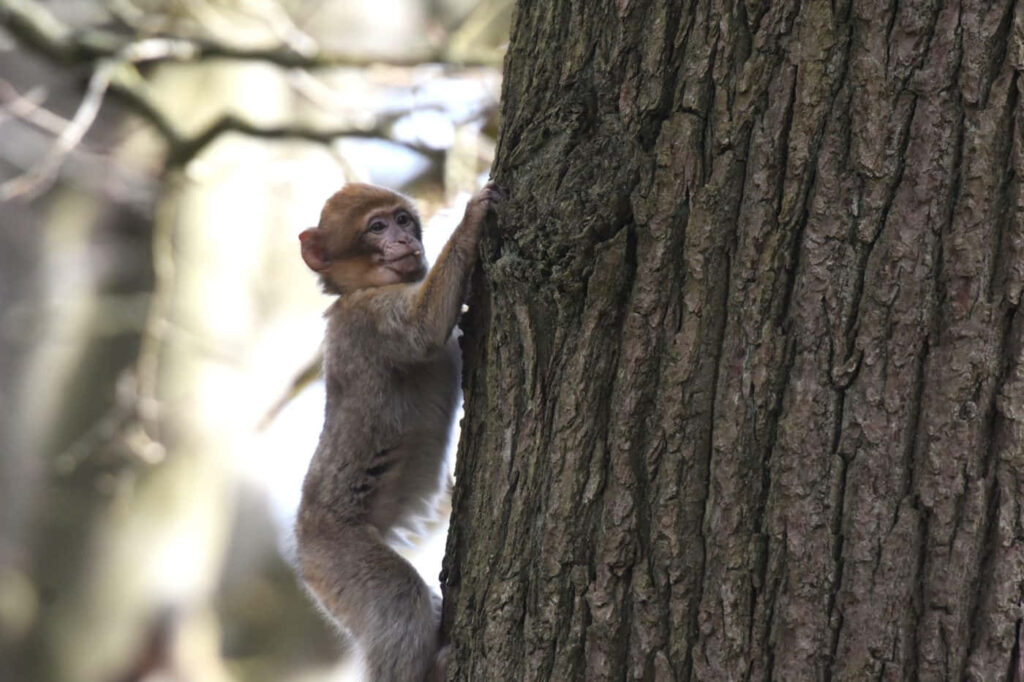 Adorable Monkey Climbing Tree - Serene Forest Wallpaper Background