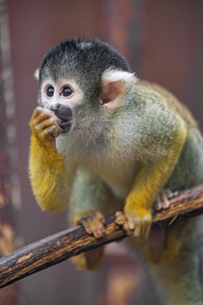 Adorable Monkey Cub Perched on Branch - Cute Wallpaper Background