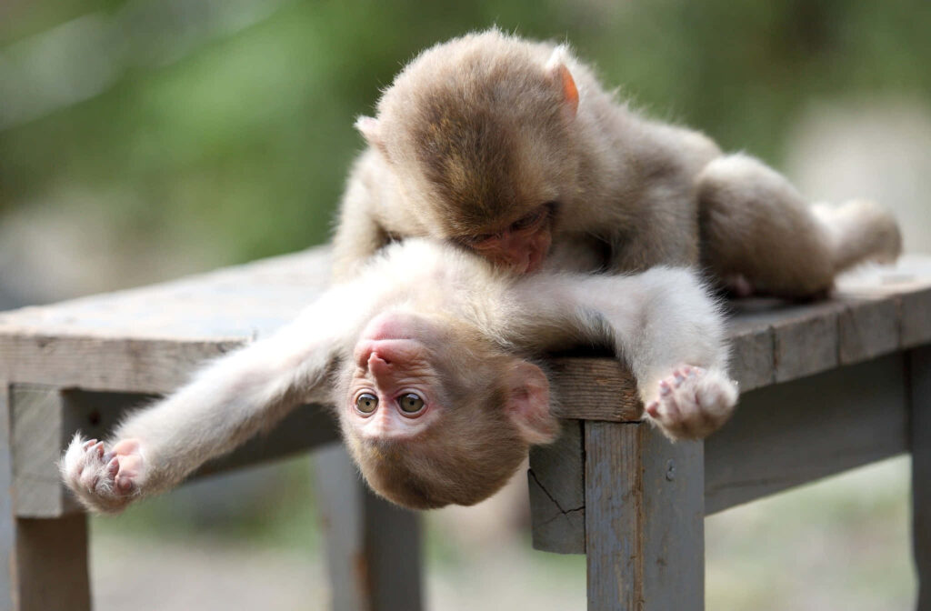 Adorable Monkey Cuddle Wallpaper - Sweet Animal Background