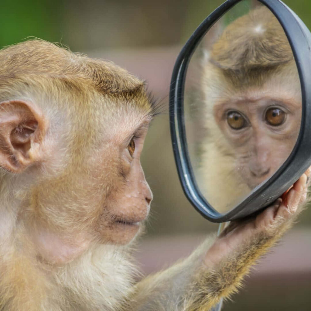 Curious Monkey in Mirror: Adorable Wallpaper Background