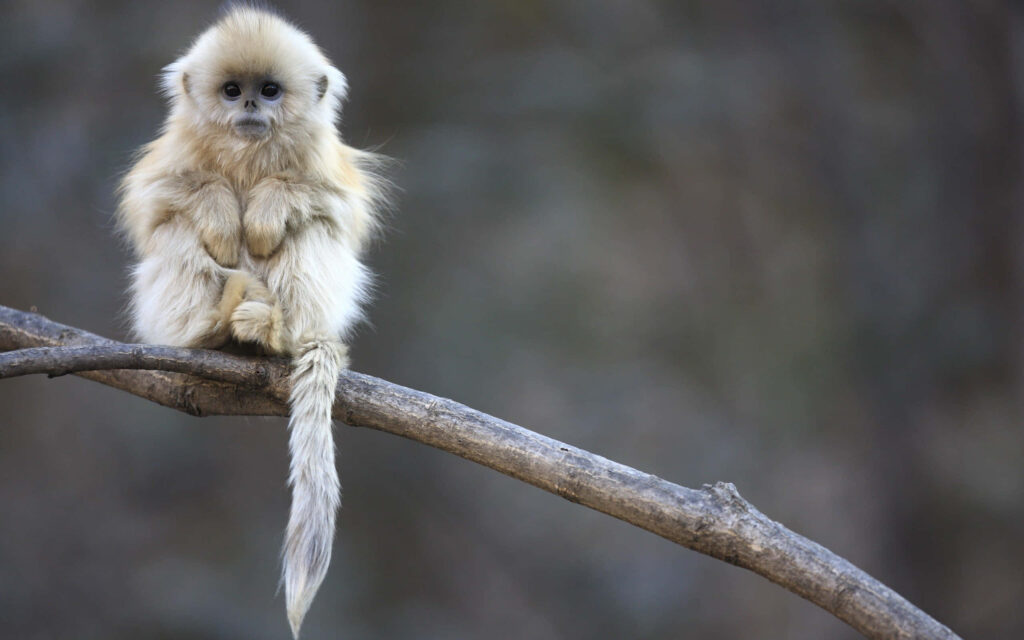 Charming Monkey Wallpaper: Adorable Scene in Nature's Embrace