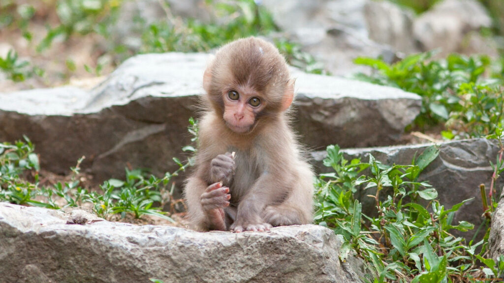 Adorable Young Monkey on Rock Surrounded by Lush Greenery Wallpaper