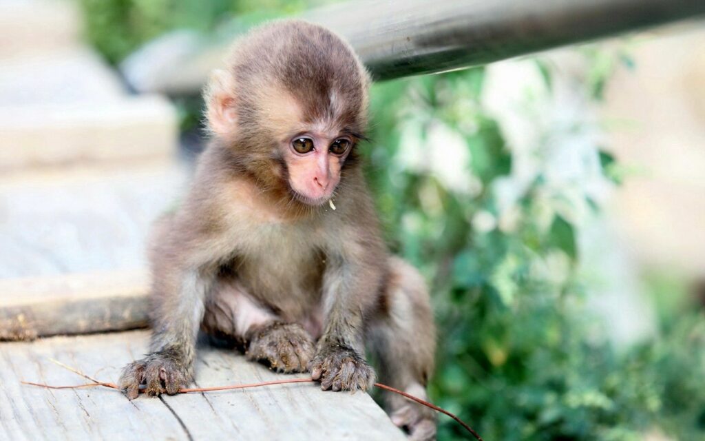 Adorable Monkey Wallpaper on Wooden Surface with Lush Greenery