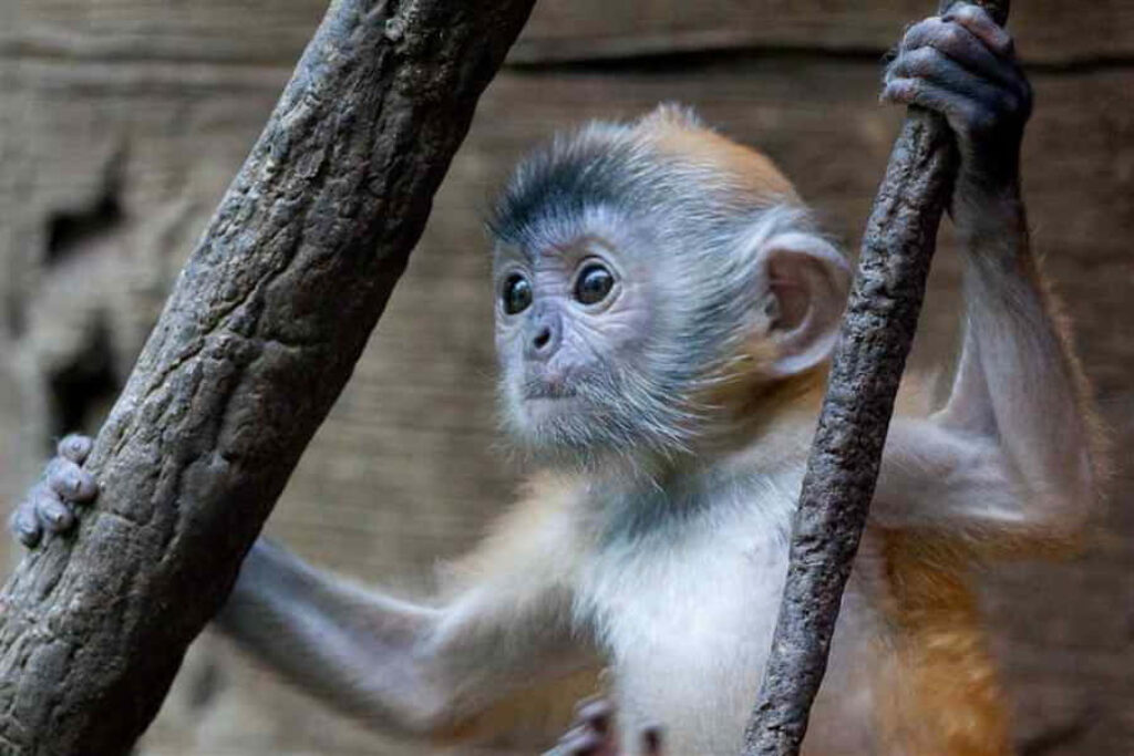 Adorable Monkey Wallpaper: Curious Eyes & Blurred Natural Background