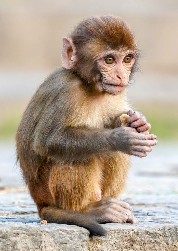 Charming Baby Monkey on Stone Surface - Adorable Nature Wallpaper