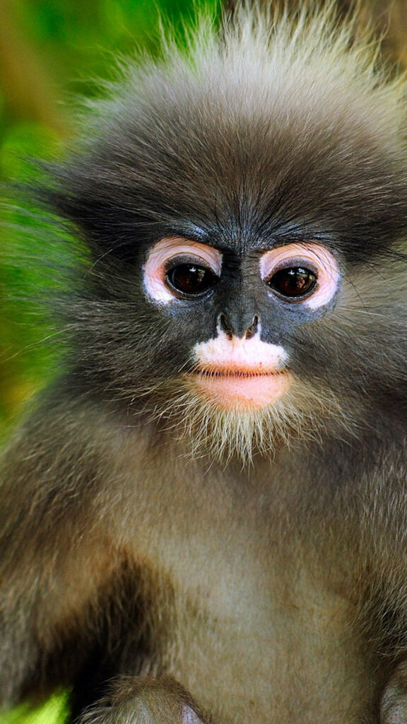 Adorable Monkey Wallpaper: Soft Furry Face & Lush Green Background