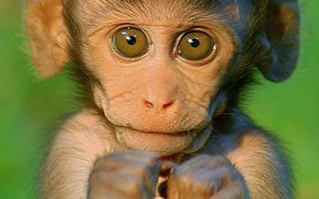 Adorable Monkey Wallpaper: Playful Expression in Lush Green Setting
