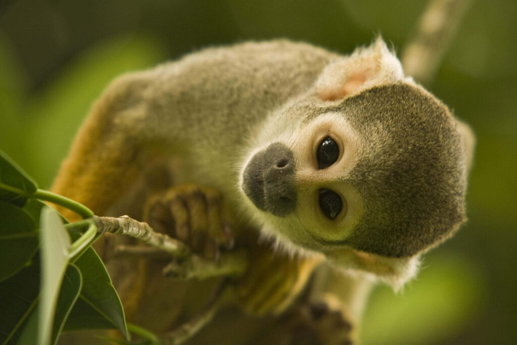 Charming Monkey Wallpaper: Adorable Pet in Lush Green Background