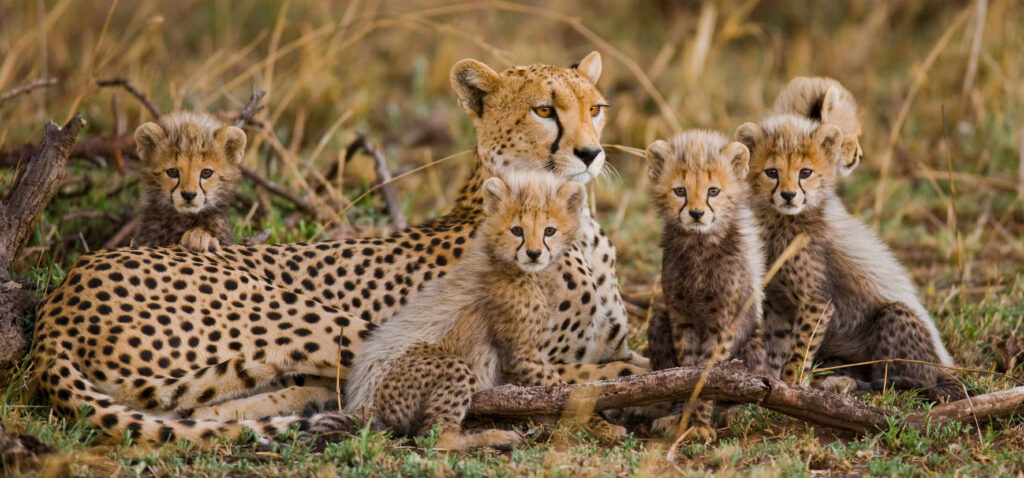 Adorable Mother Cheetah & Playful Cubs in African Savanna Wallpaper