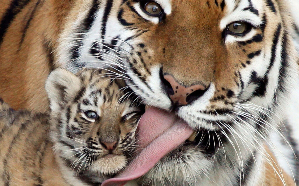 Heartwarming Mother Tiger and Cub Wallpaper: Bonding Moments