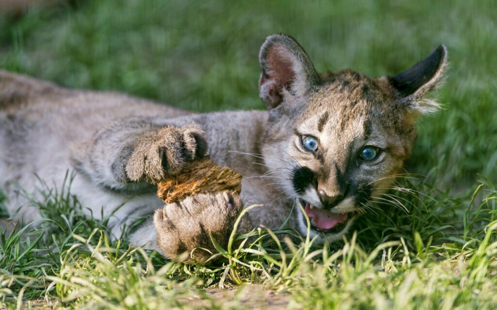 Adorable Mountain Lion Cub Exploring Grassy Background - Nature Art Wallpaper