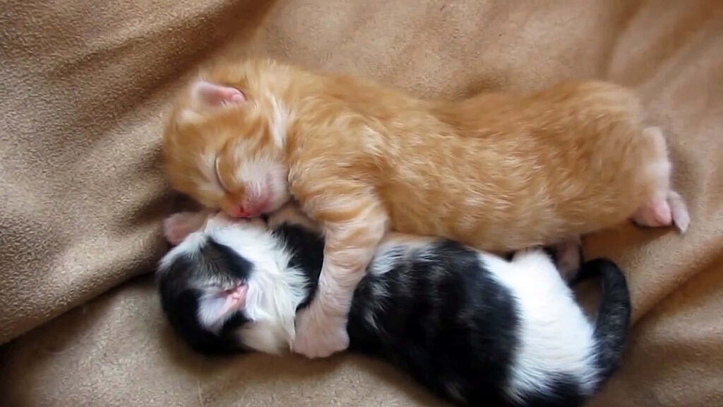 Adorable Newborn Kittens Snuggling on Soft Blanket - Ginger & Black/White Wallpaper
