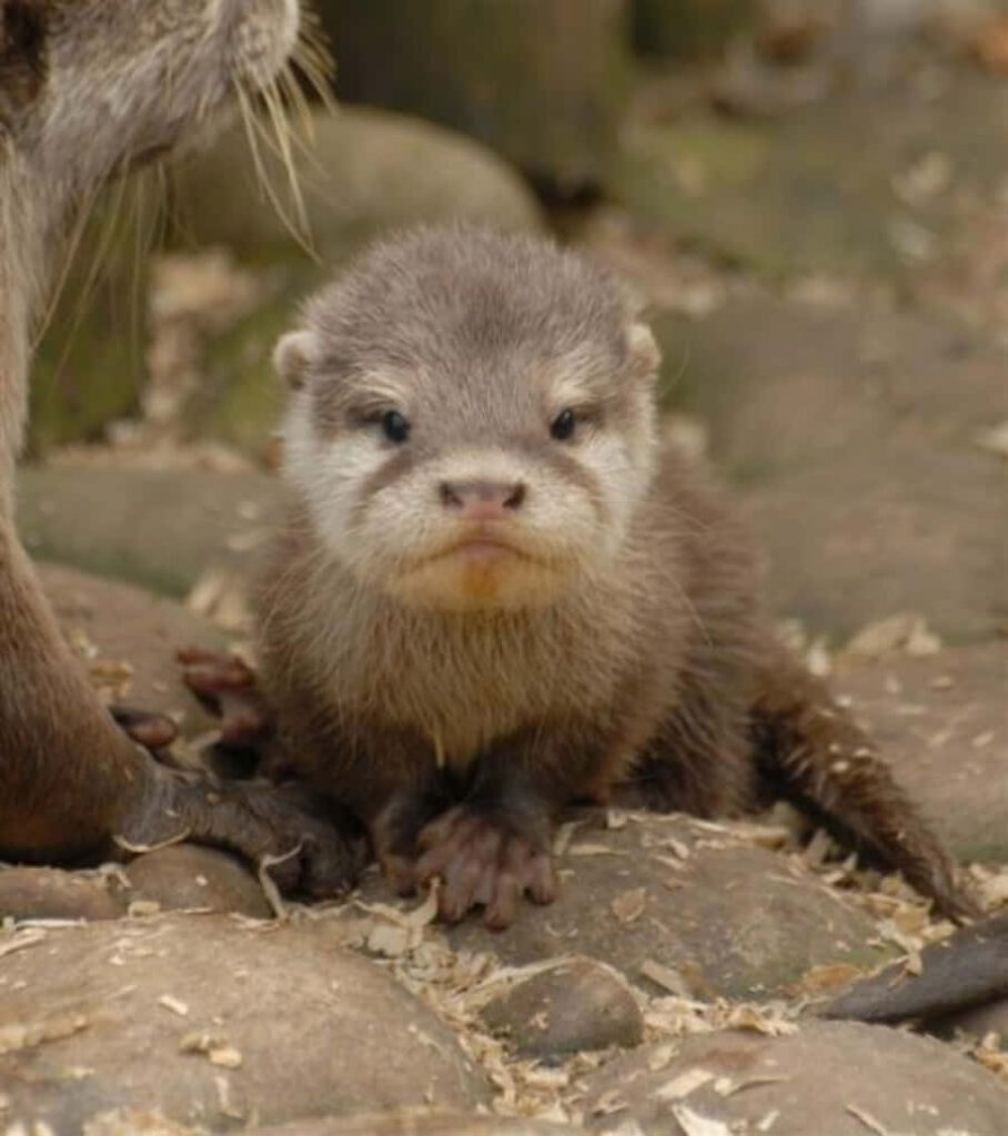 Charming Otter Wallpaper: Adorable Baby Sitting on Stones Background