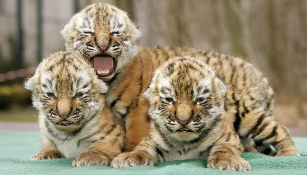 Adorable Newborn Tiger Cubs Resting on Soft Green Wallpaper