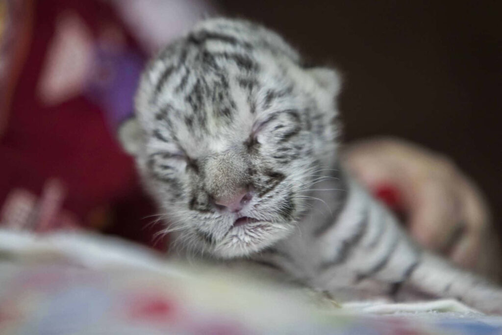Close-Up of Serene Newborn White Tiger Cub: Soft Fur & Tenderness Wallpaper
