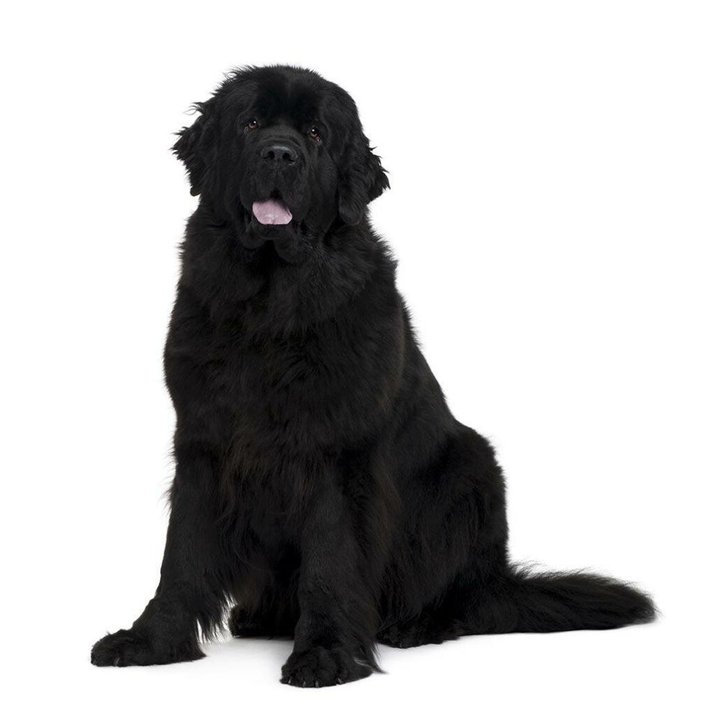 Adorable Newfoundland Dog Wallpaper: Fluffy, Gentle, Perfect for Dog Lovers