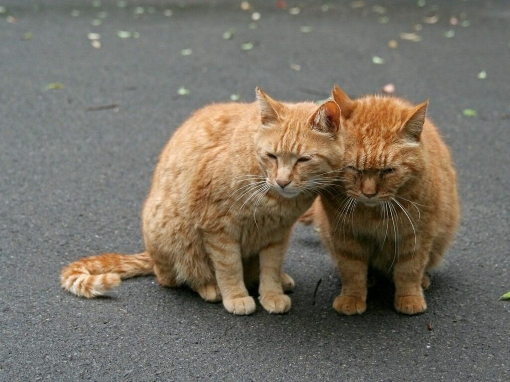 Two Orange Cats Sharing a Tender Moment on Paved Surface Wallpaper