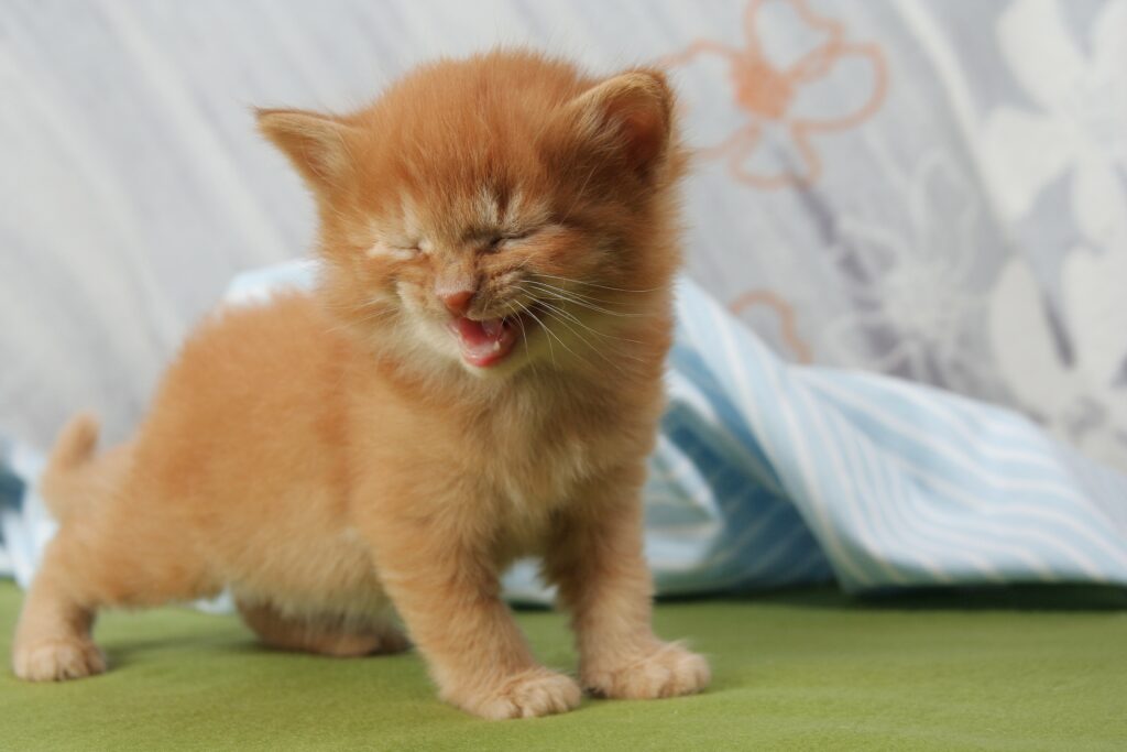 Charming Orange Kitten Mid-Meow on Cozy Floral Background Wallpaper