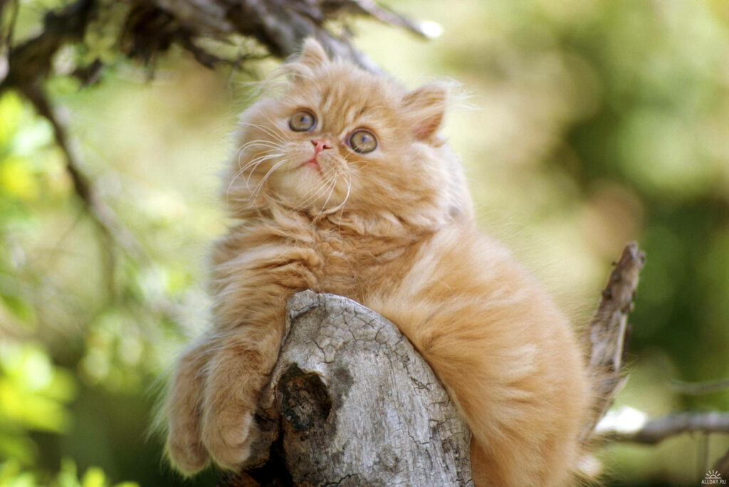 Fuzzball Adventure: A Playful Orange Kitten Posing on a Tree Branch Wallpaper