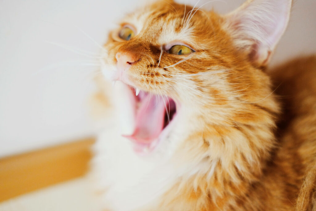 Charming Orange Kitten Yawning - Adorable Wallpaper Background