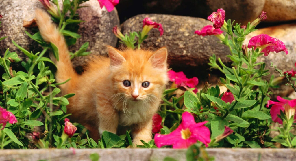 Charming Orange Kitten Exploring a Vibrant Spring Garden Wallpaper