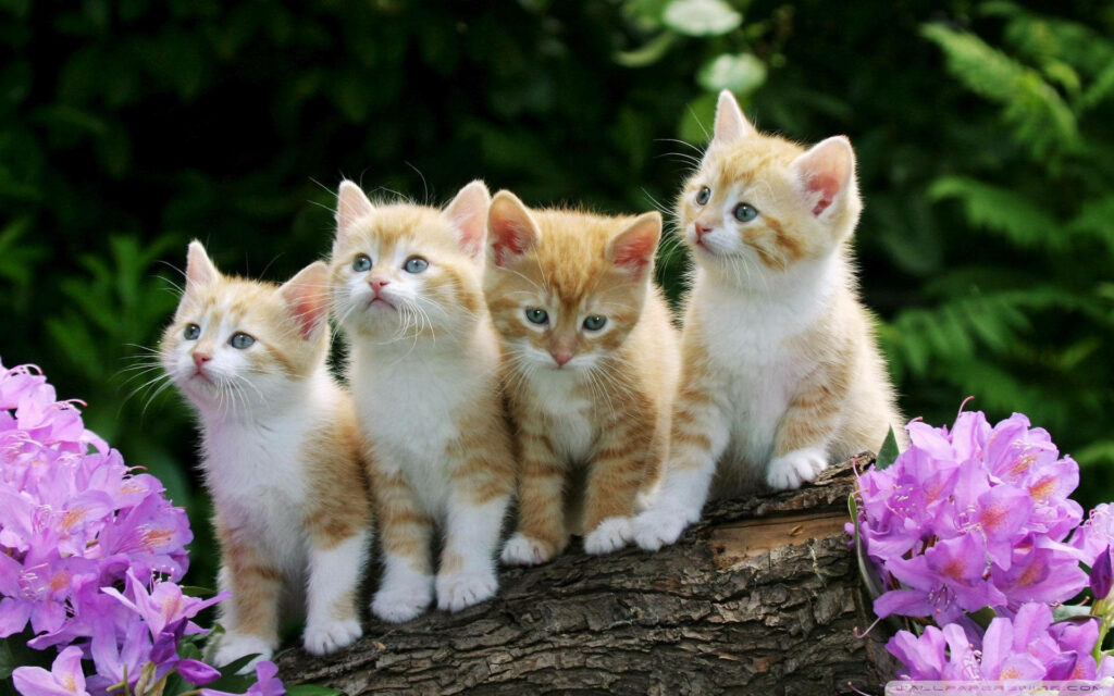 Adorable Orange Kittens on Tree Branch Wallpaper Background