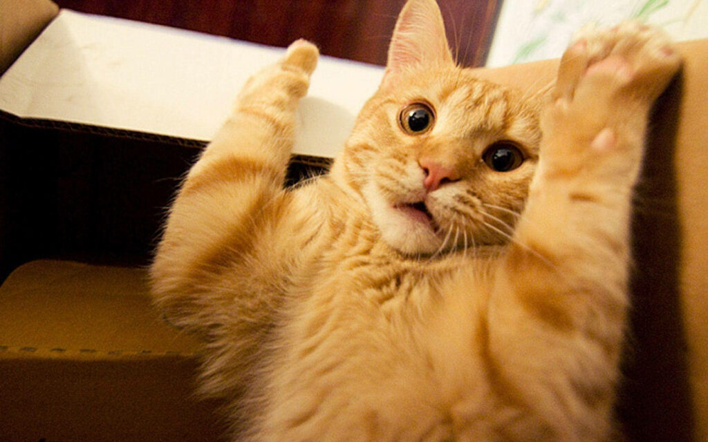 Adorable Orange Tabby Cat Surrendering - Playful Wallpaper for Cat Lovers