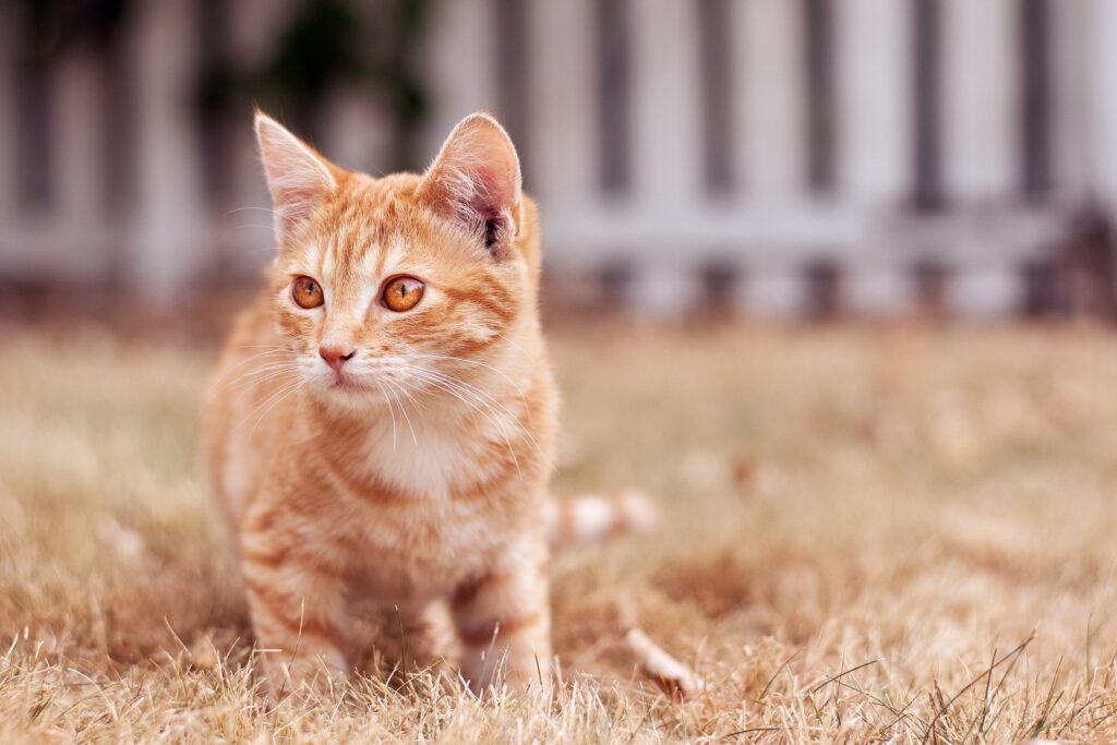 Adorable Orange Tabby Kitten on Grass with Striking Eyes - Cute Wallpaper