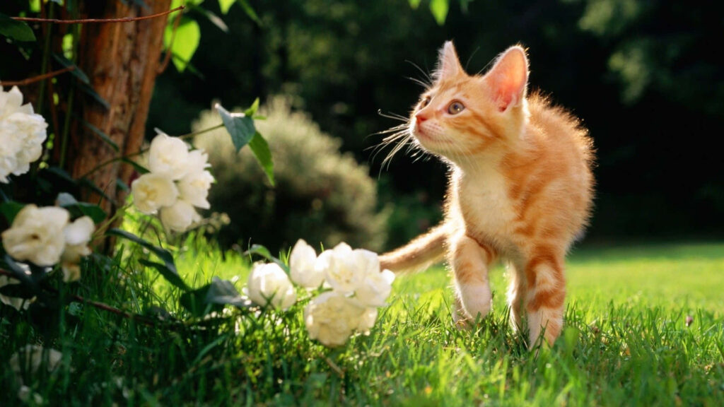 Curious Orange Tabby Kitten in Blooming Spring Garden Background Wallpaper