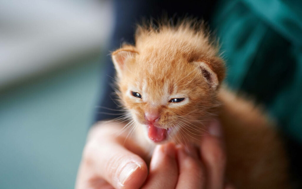 Adorable Close-Up of Lively Orange Kitten Wallpaper Background