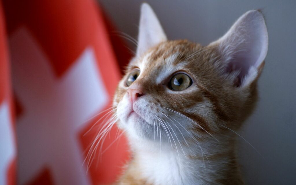 Adorable Orange and White Kitten Wallpaper with Bold Red Background