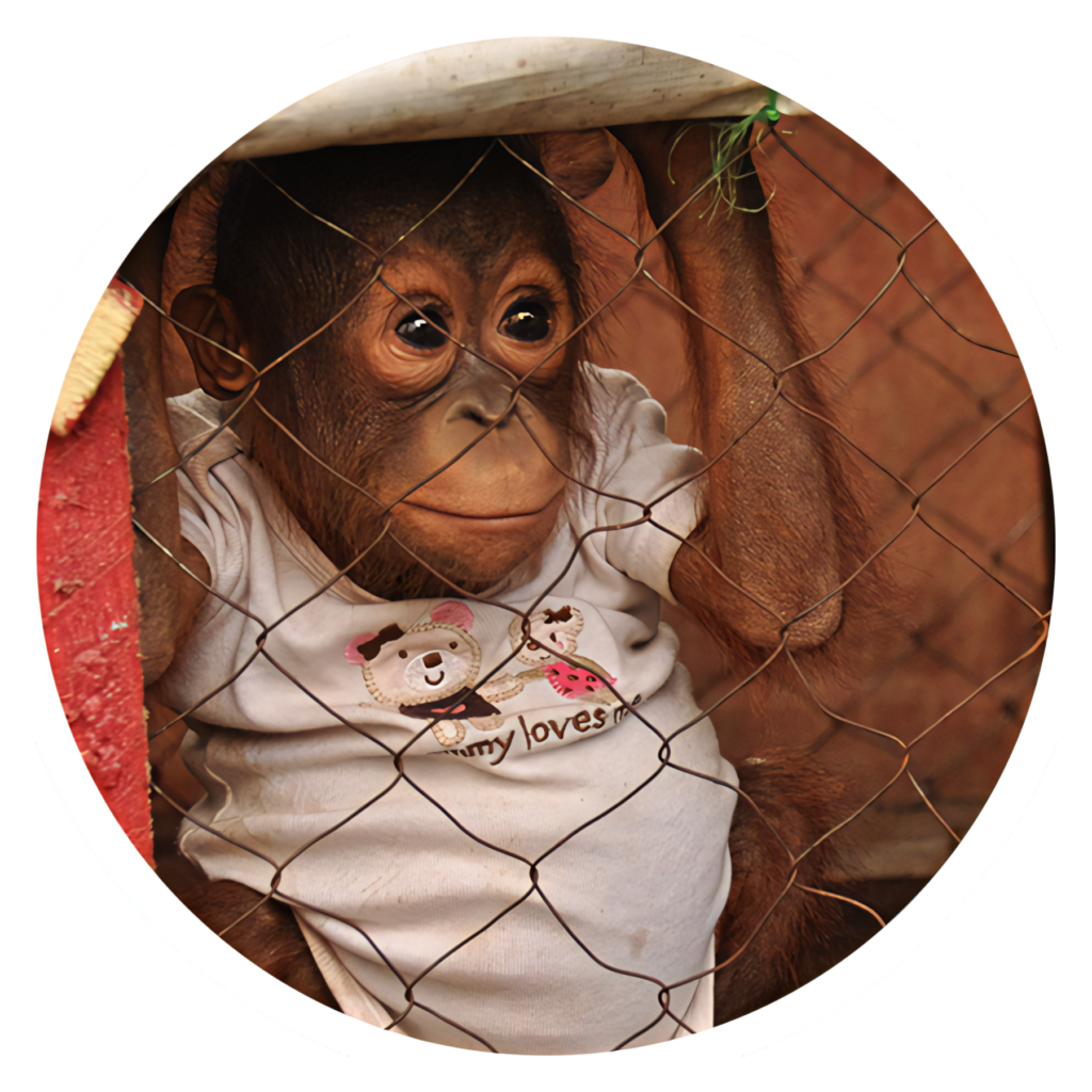 Adorable Orangutan Peeking Through Fence in Cute T-Shirt Wallpaper