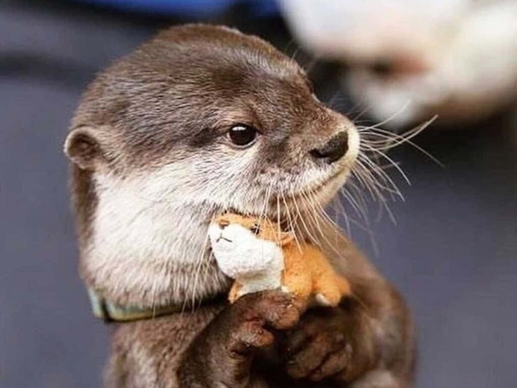Cute Otter and Squirrel Toy: Heartwarming Wallpaper Background