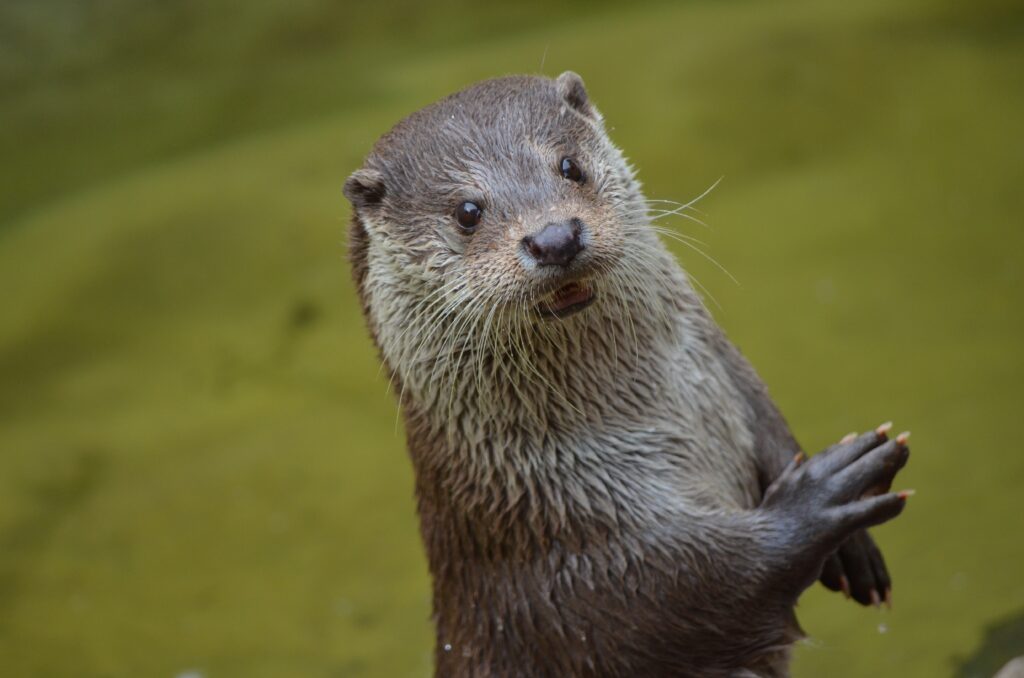 Adorable Otter Wallpaper: Curious Expression in Natural Green Background