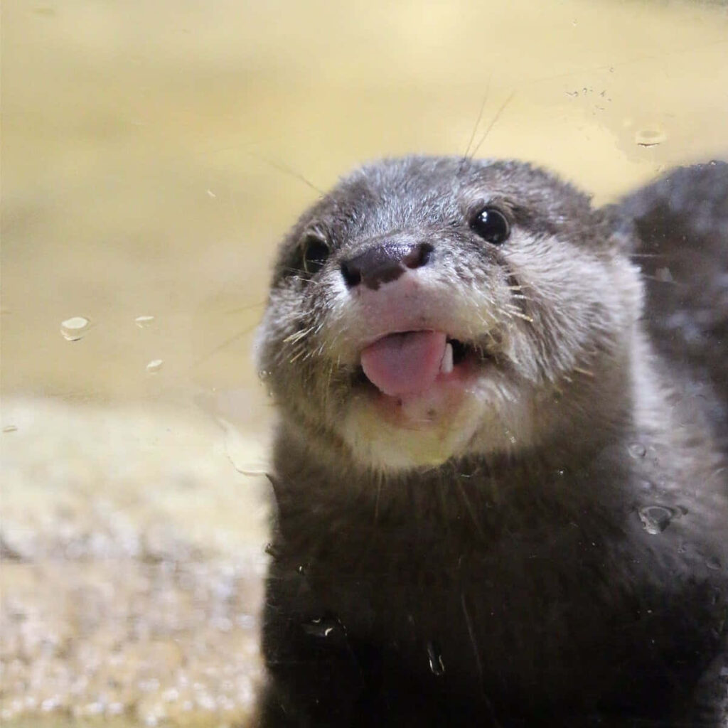 Adorable Otter Wallpaper: Playful Design for Your Screen Background