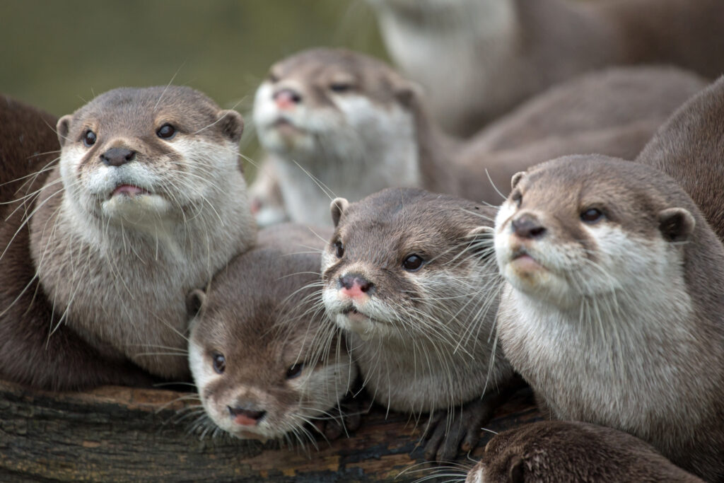 Adorable Otter Family Wallpaper: Charming Close-Up in Nature