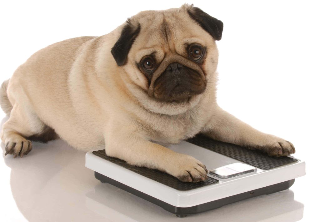 Adorable overweight fawn pug lying on bathroom scale with wrinkled face and black mask Wallpaper