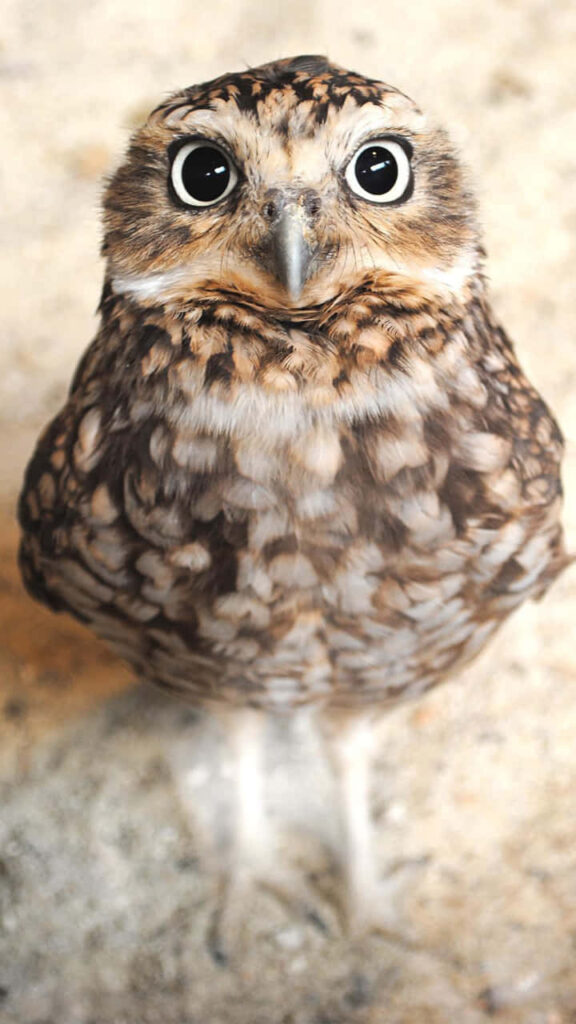 Adorable Owl Close-Up: Custom Nature-Inspired Wallpaper Background