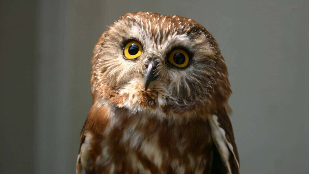 Adorable Owl Wallpaper: Cuteness with Big Eyes & Fluffy Feathers