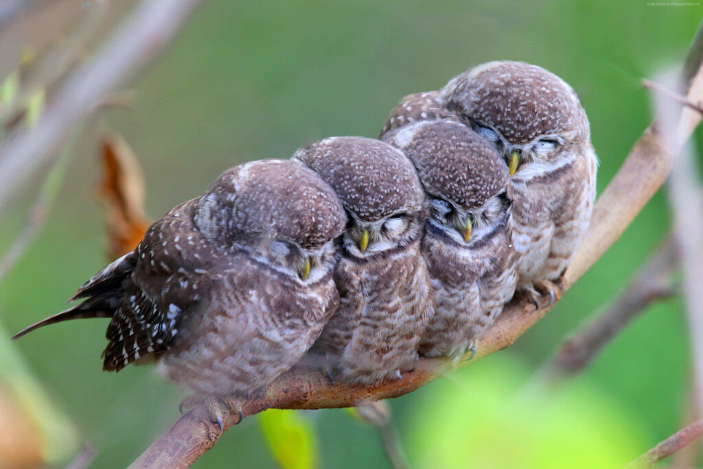 Adorable Owls Sleeping on a Branch - Serene Nature Wallpaper