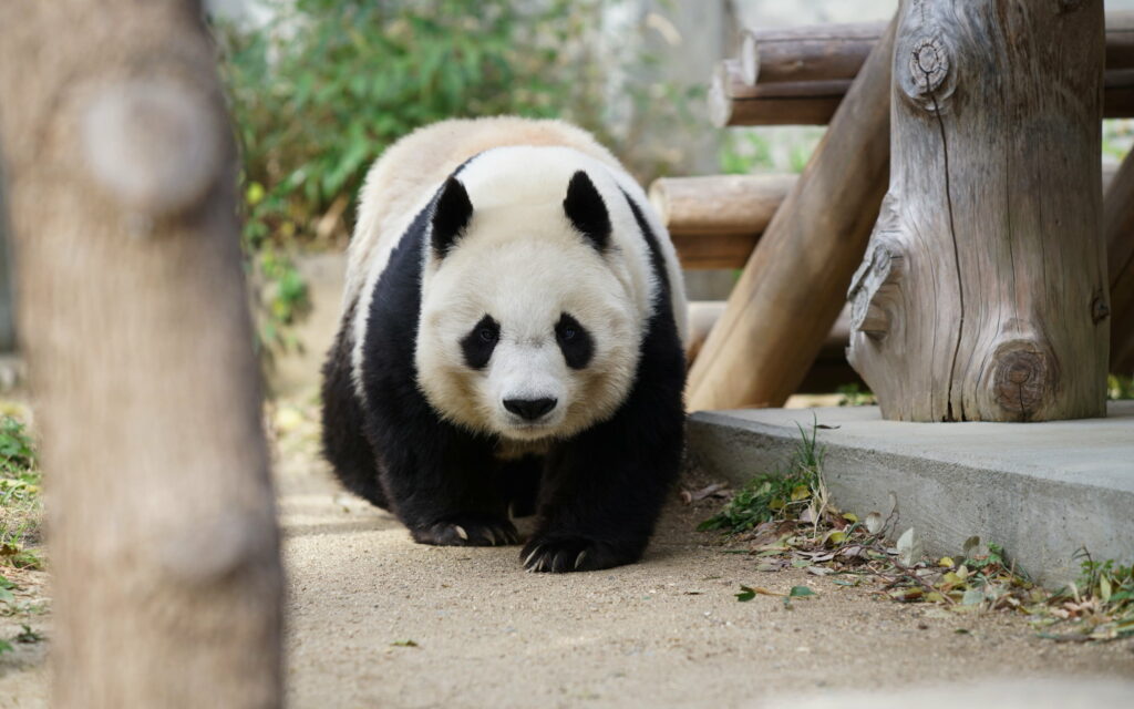 Adorable Panda Delight: Captivating Wall Art Featuring Charming Wildlife Wallpaper