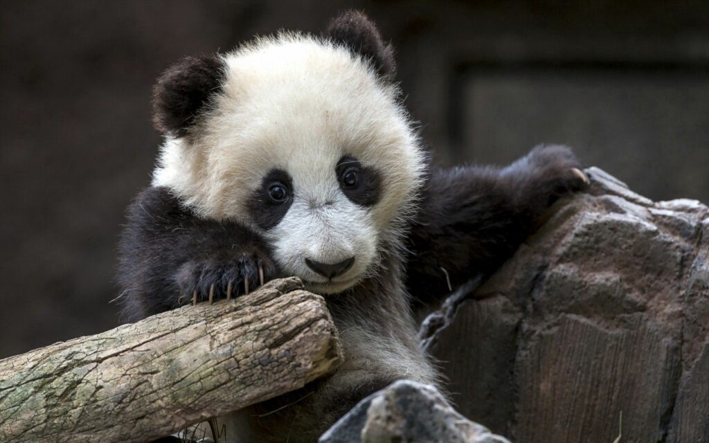 Charming Panda Bear Wallpaper: Tranquil Nature Background